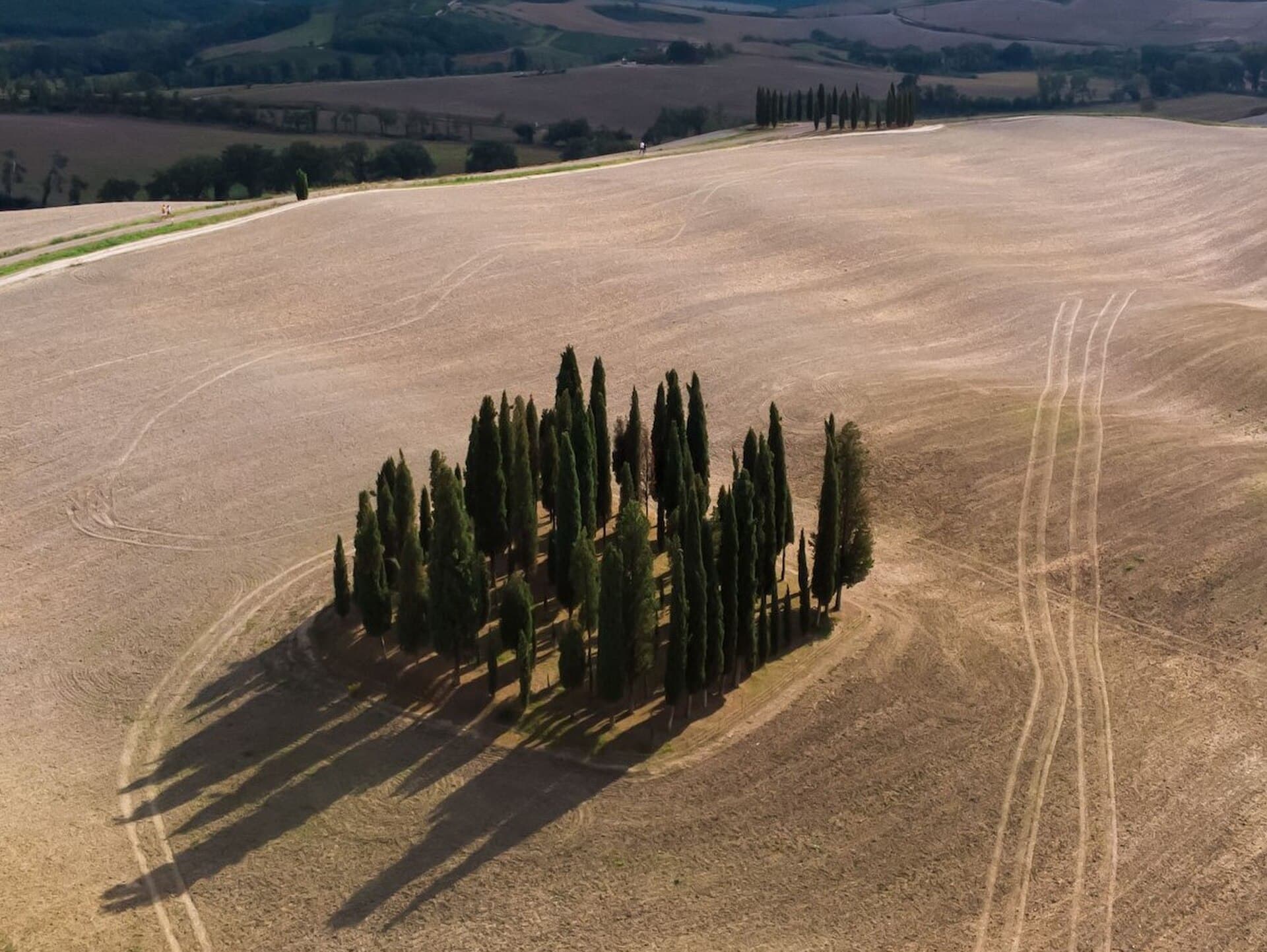 The cypresses at San Quirico